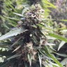 семена конопли Blueberry feminised Ganja Seeds