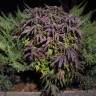 семена конопли в Казахстане Blueberry feminised Ganja Seeds