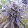 купить семена Blueberry feminised Ganja Seeds