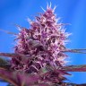 качественные семена конопли Blueberry feminised Ganja Seeds