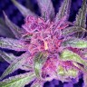 семена каннабиса Blueberry feminised Ganja Seeds