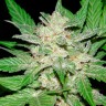 Auto Royal Haze feminised Ganja Seeds недорого