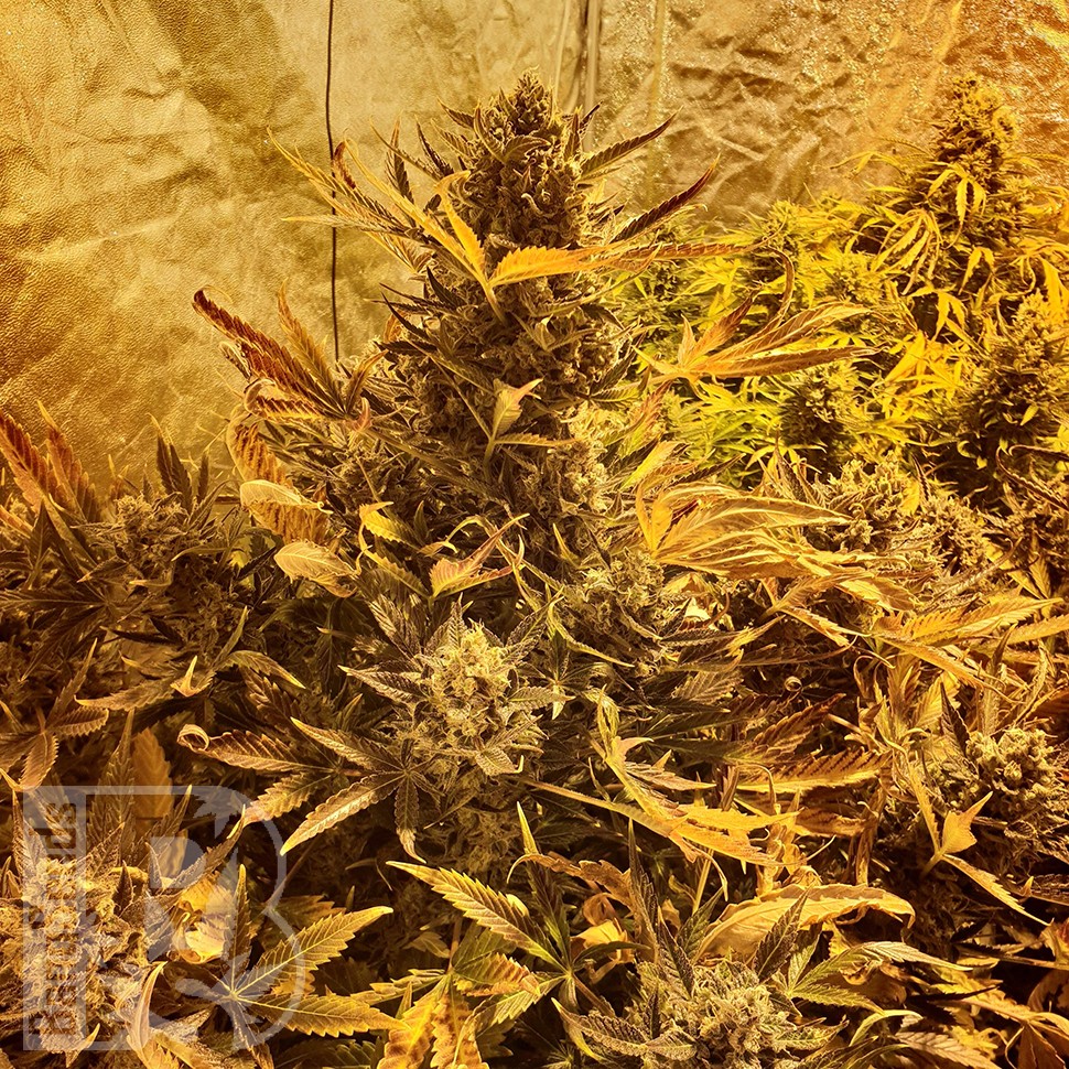 Семена каннабиса  The Ultimate feminised Ganja Seeds