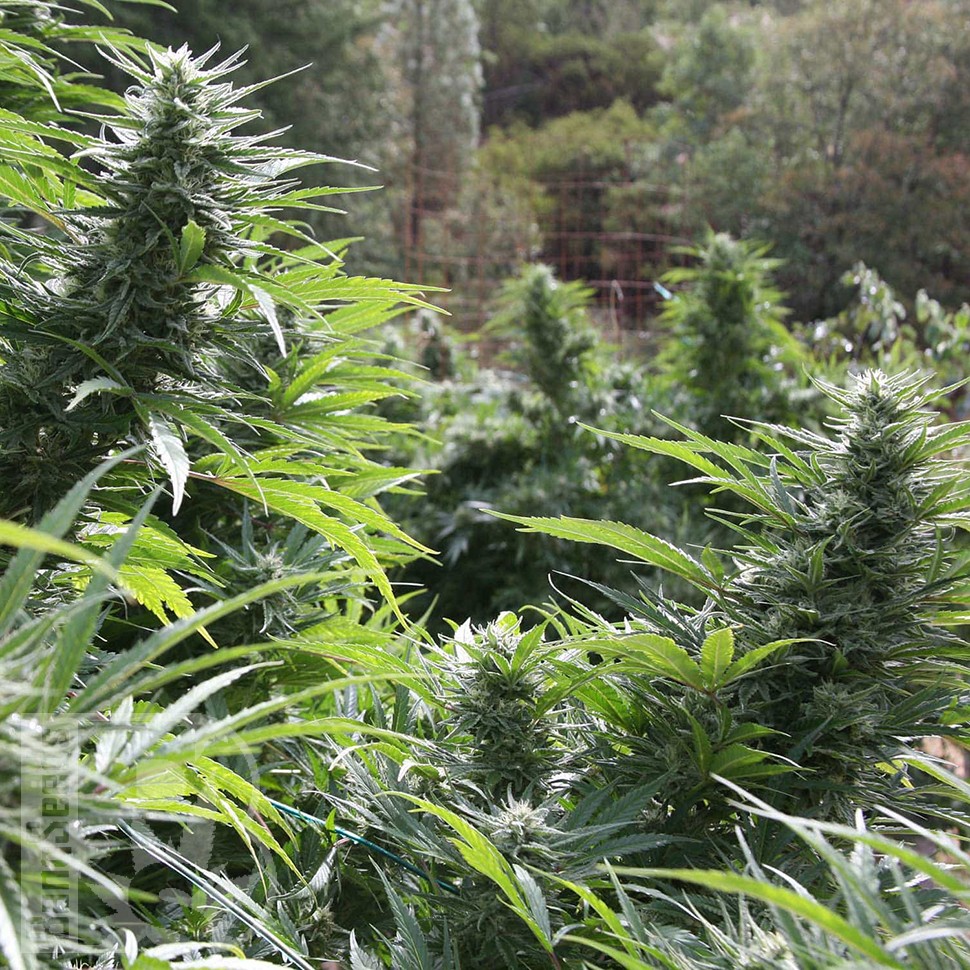 Семена каннабиса  The Ultimate feminised Ganja Seeds