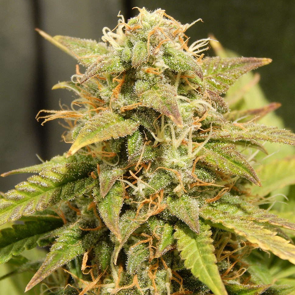 купить семена конопли Auto Super Bud feminised