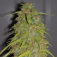 Auto Super Bud feminised Ganja Seeds