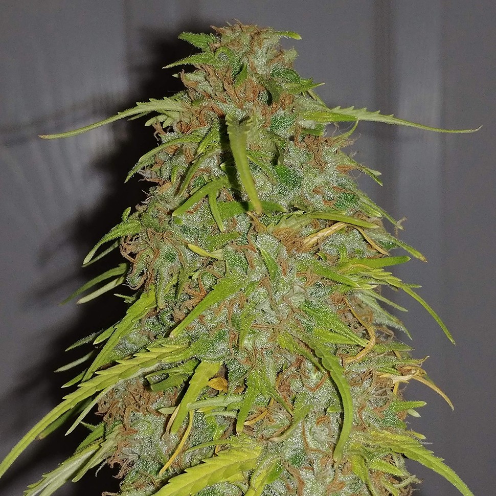 Семена каннабиса  Auto Super Bud feminised Ganja Seeds