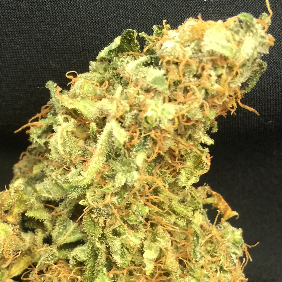 купить семена конопли автоцвет Auto Super Bud feminised