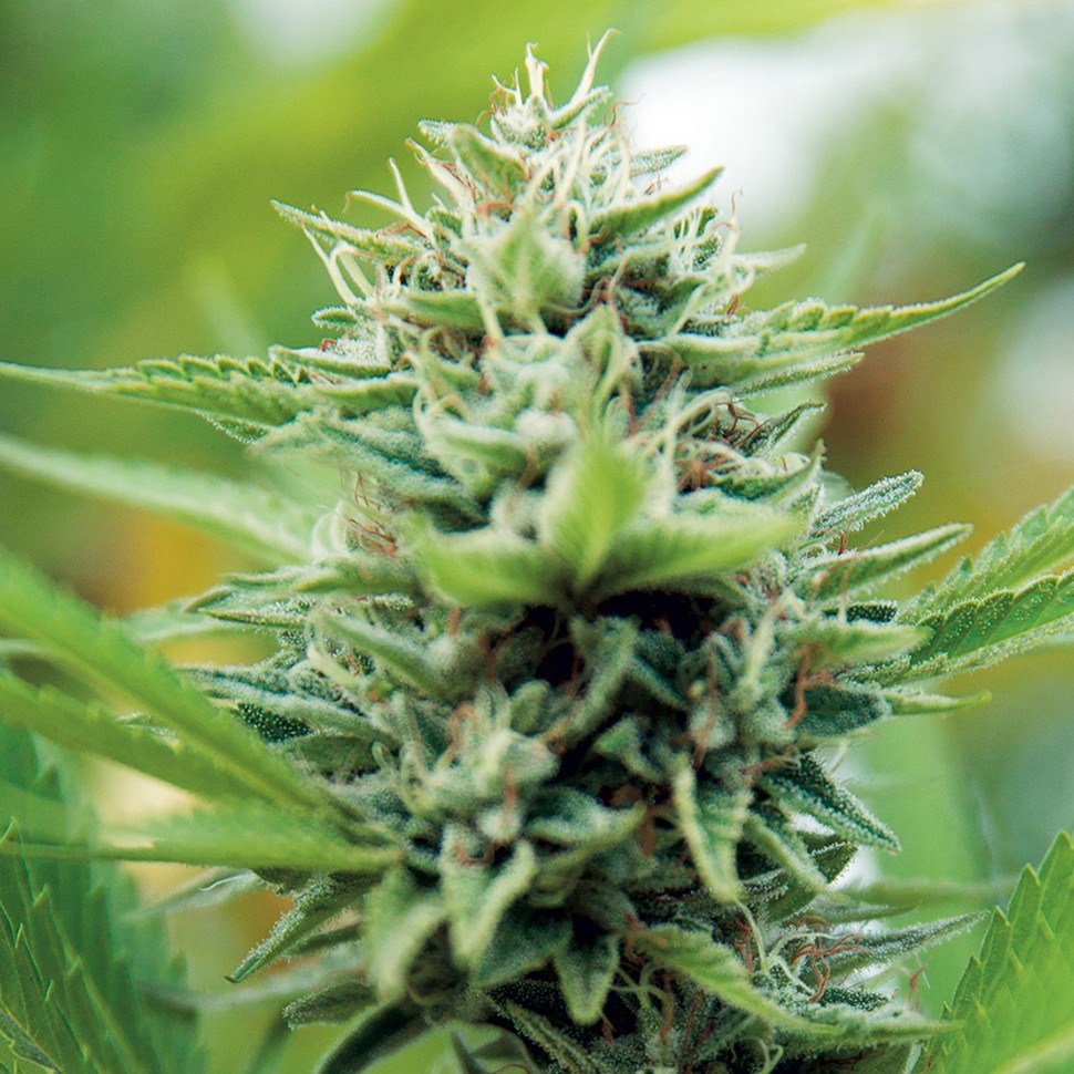 Семена ганжа  Alexandriya regular Ganja Seeds