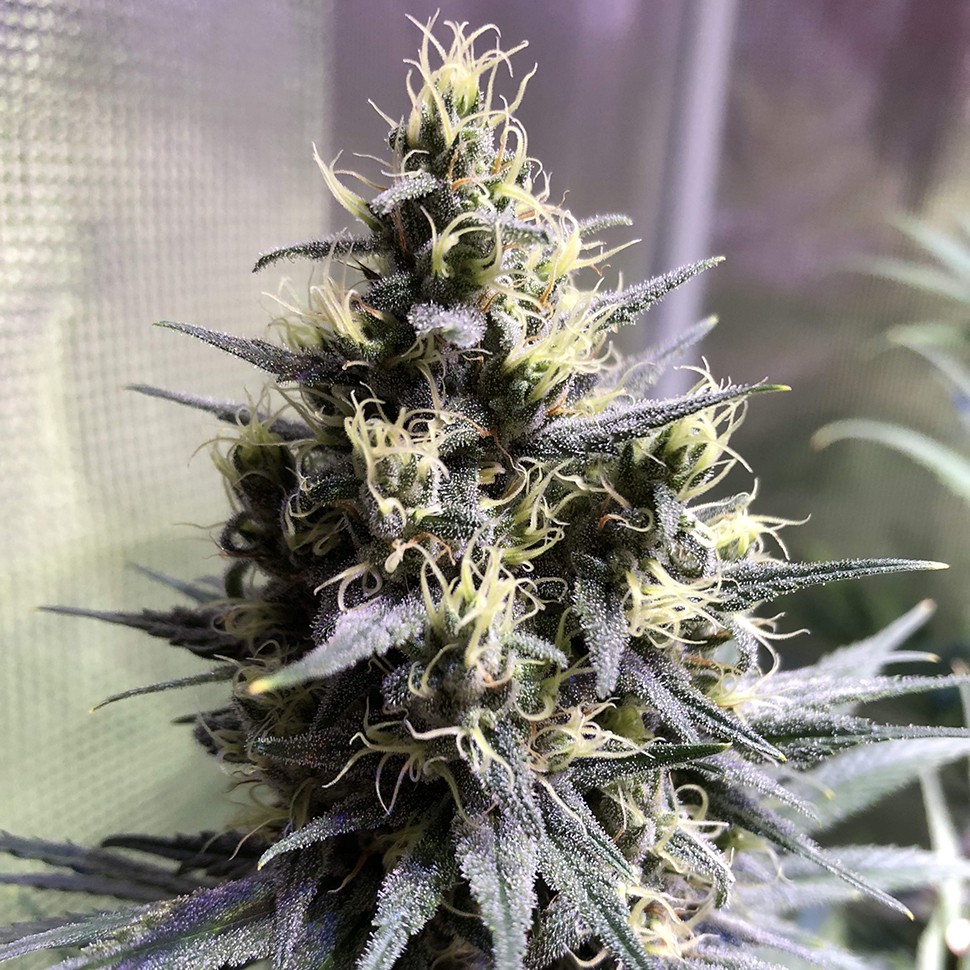Семена марихуаны  Auto Chocolope feminised Ganja Seeds