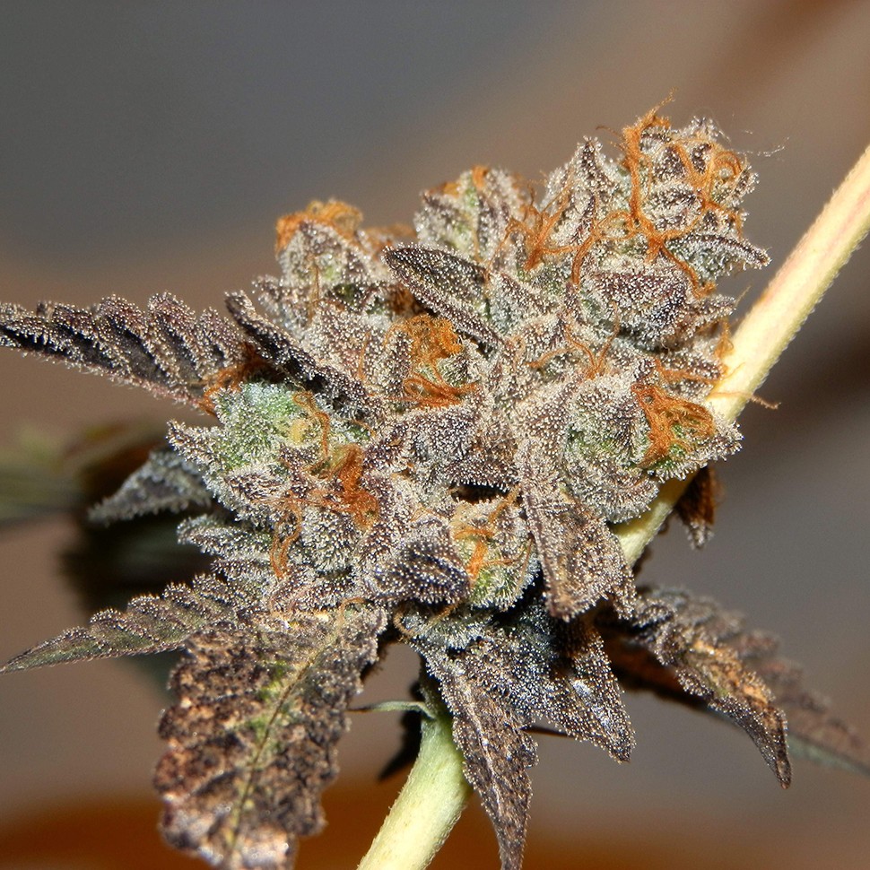 Семена конопли  Seemango feminised Victory Seeds