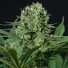 Chupacabra feminised Ganja Seeds
