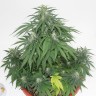 Семена конопли  Top Skunk 44 x AK 47 feminised Ganja Seeds