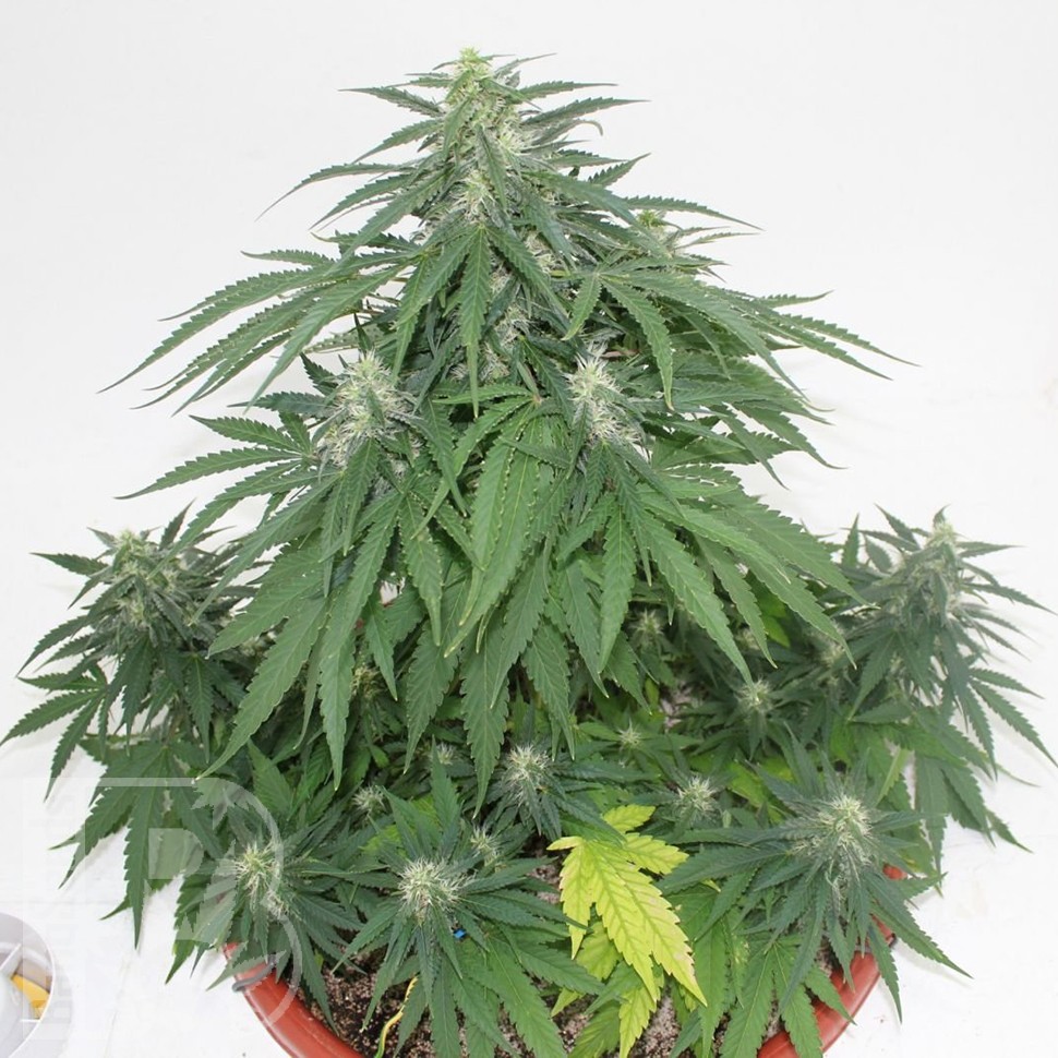 Семена конопли  Top Skunk 44 x AK 47 feminised Ganja Seeds