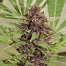 Семена конопли  Top Skunk 44 x AK 47 feminised Ganja Seeds