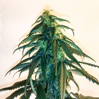 Mama Mia regular Ganja Seeds