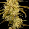 Семена ганжа  Auto Haze Gom feminised Ganja Seeds