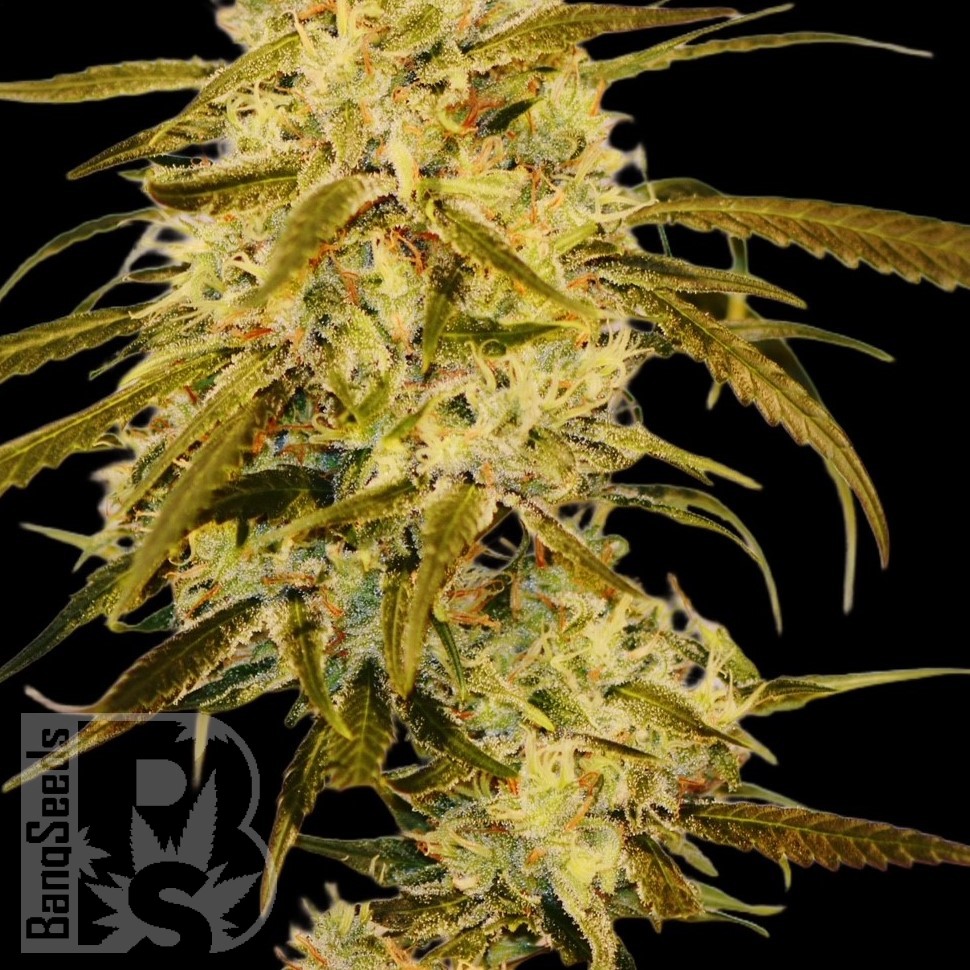 Семена ганжа  Auto Haze Gom feminised Ganja Seeds