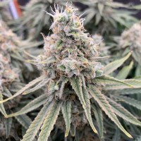 Super Extra Skunk feminised Victory Seeds