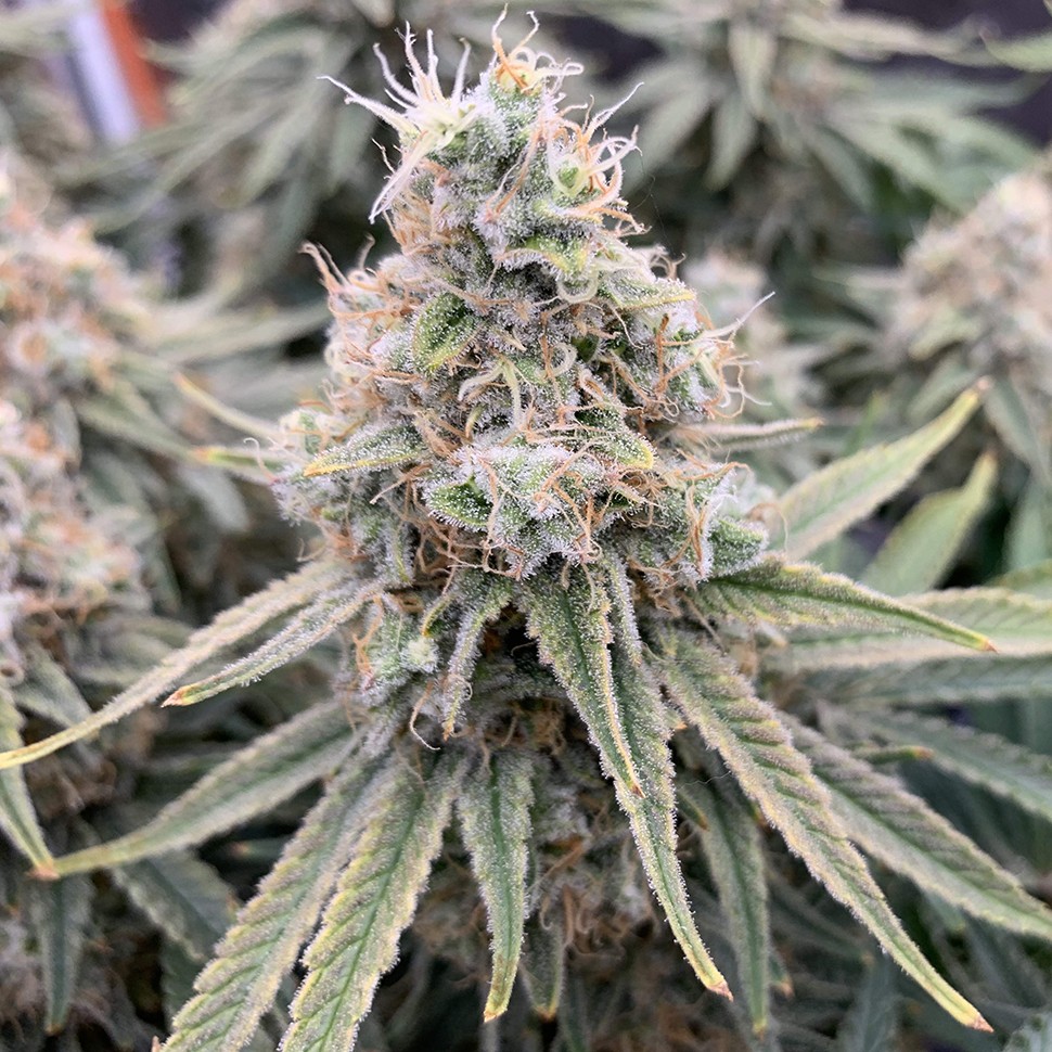 Семена  Super Extra Skunk feminised Victory Seeds