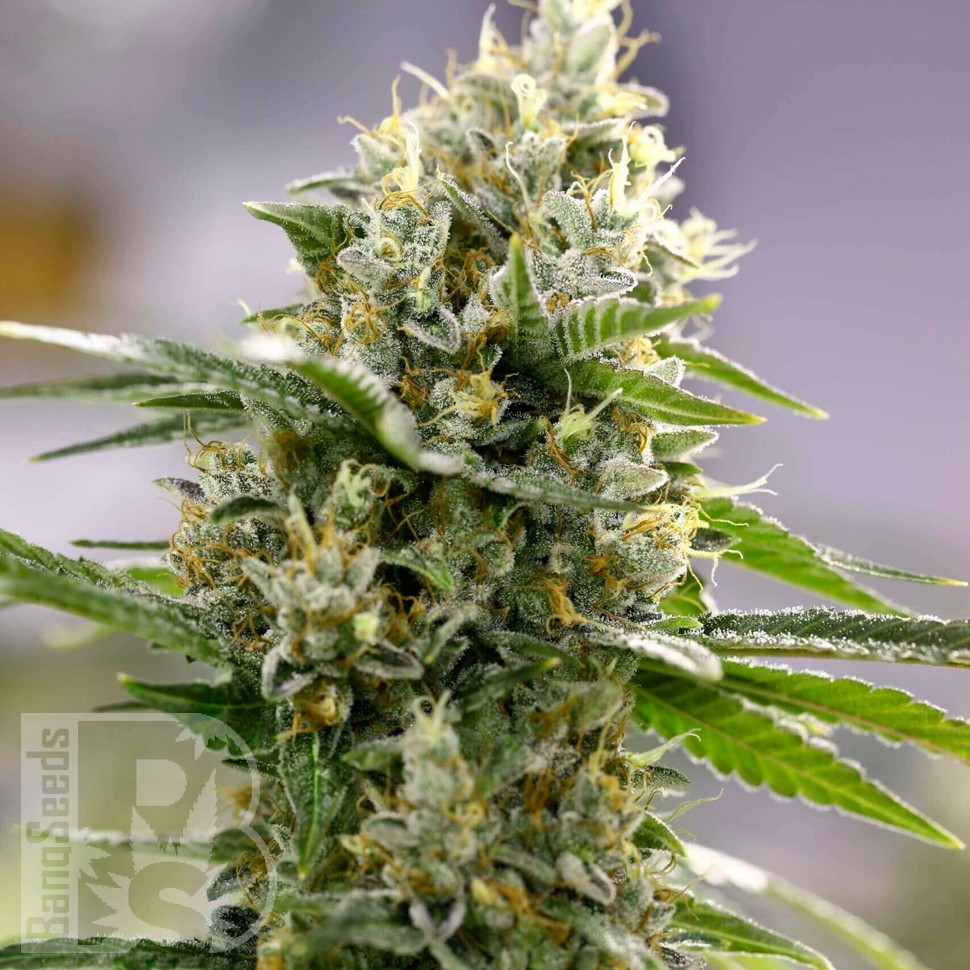 Семена марихуаны  Auto Easy Bud feminised Ganja Seeds