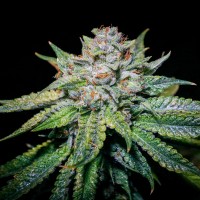 Train Wreck feminised Ganja Seeds