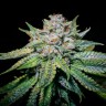 Семена марихуаны  Train Wreck feminised Ganja Seeds