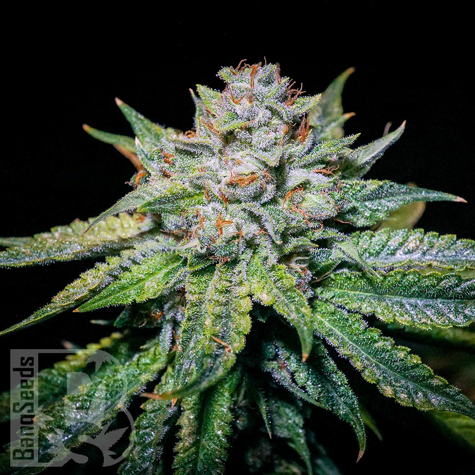 Семена марихуаны  Train Wreck feminised Ganja Seeds