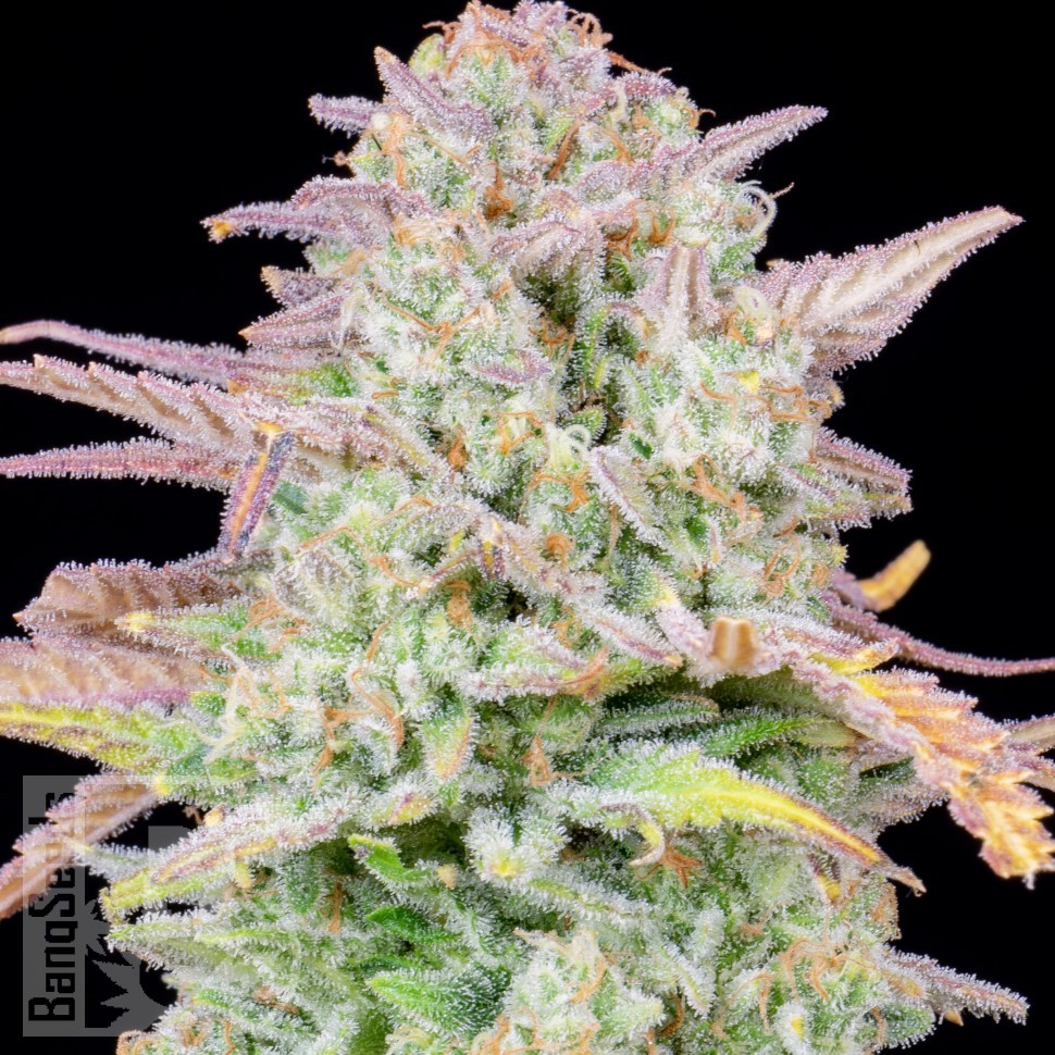 Семена марихуаны  Train Wreck feminised Ganja Seeds