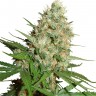Семена марихуаны  Train Wreck feminised Ganja Seeds