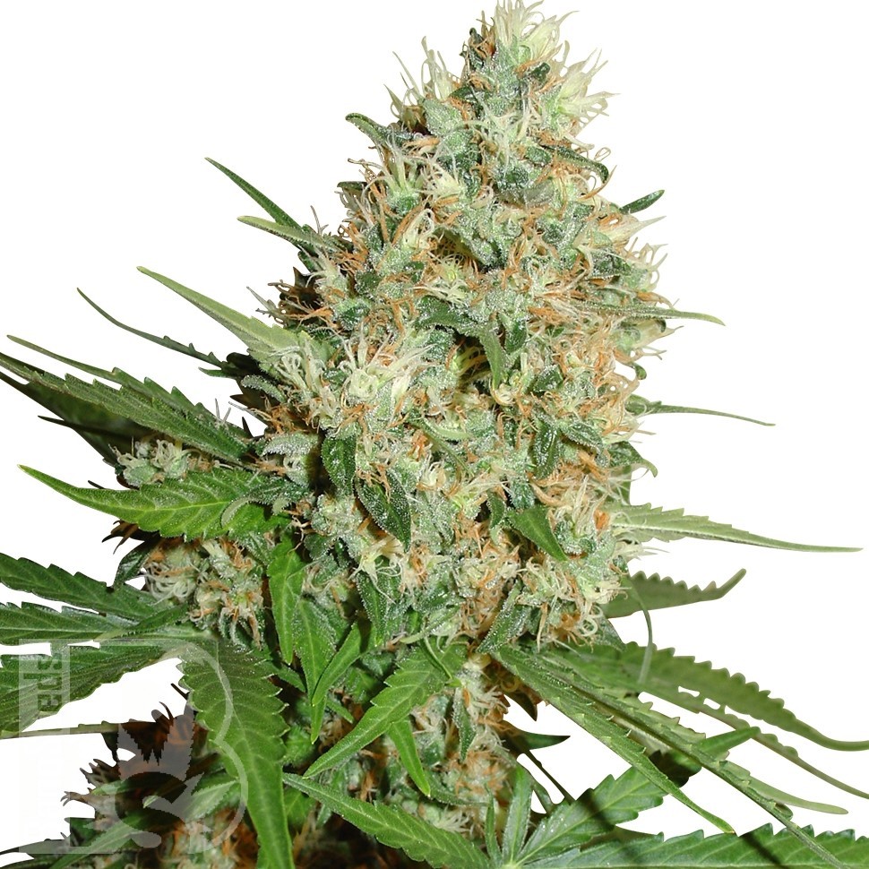 Семена марихуаны  Train Wreck feminised Ganja Seeds