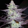 Семена марихуаны  Train Wreck feminised Ganja Seeds