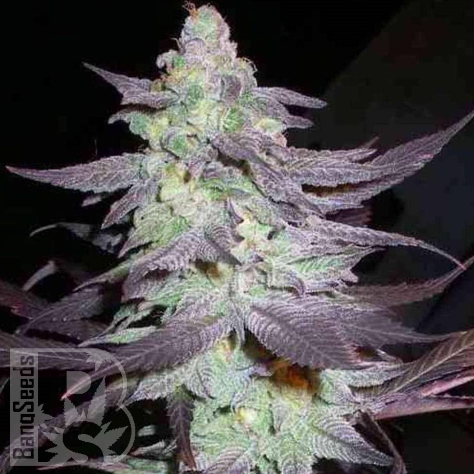 Семена марихуаны  Train Wreck feminised Ganja Seeds