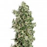 купить семена конопли феминизированные Auto Sweet Tooth feminised