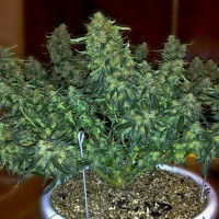 Auto Sweet Tooth feminised Ganja Seeds