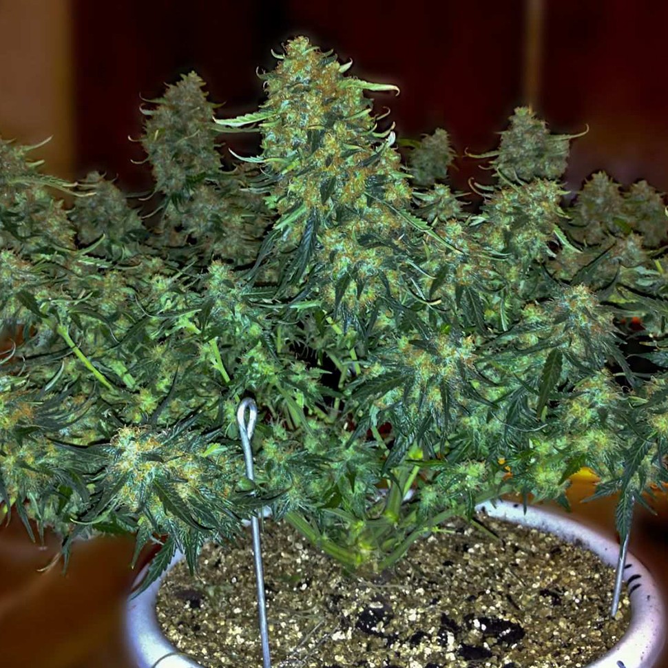 Семена конопли  Auto Sweet Tooth feminised Ganja Seeds