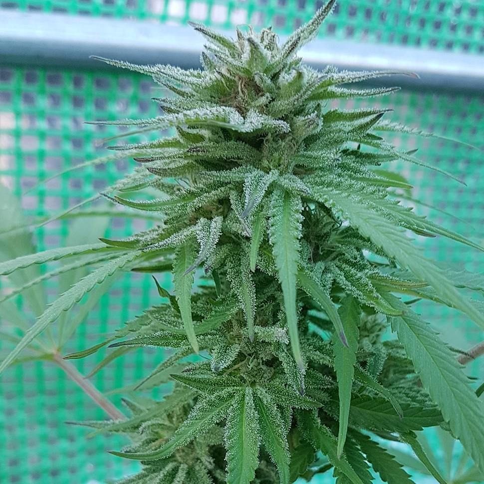 заказ семян конопли Нур-Султан Lemon reg