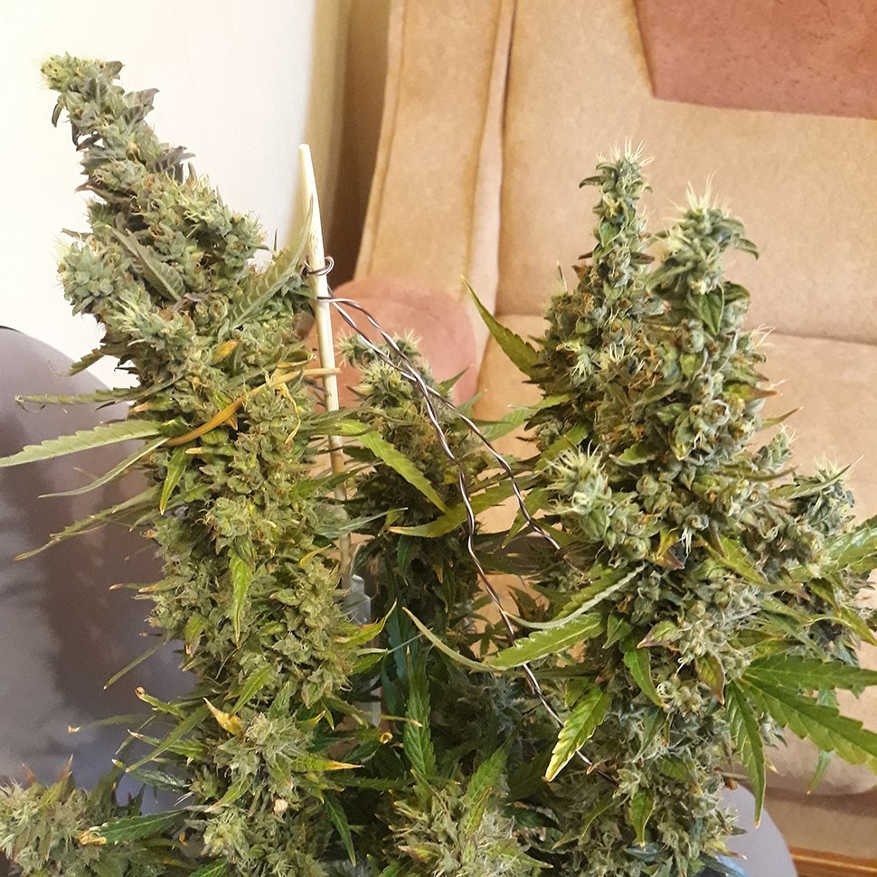 купить семена конопли в оригинальных упаковках Auto Heaven feminised