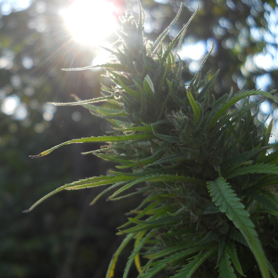 Семена конопли  Auto Heaven feminised Ganja Seeds