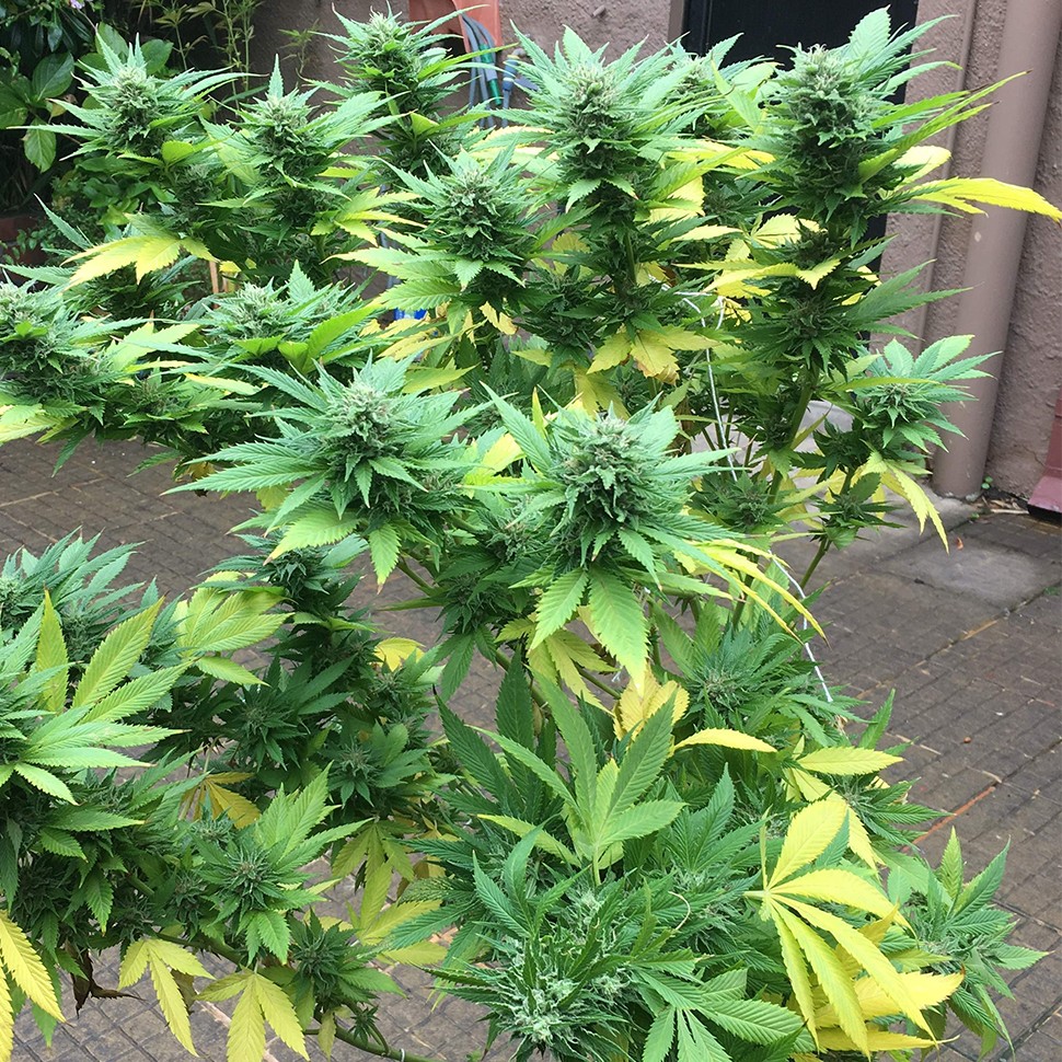 Семена ганжа  Durban Poison feminised Ganja Seeds