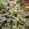 Семена ганжа  Warlock feminised Ganja Seeds