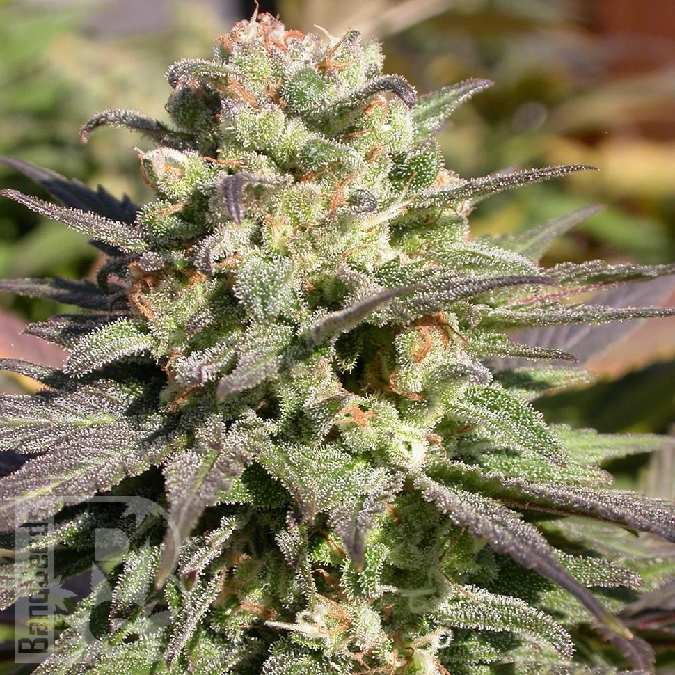 Семена ганжа  Warlock feminised Ganja Seeds