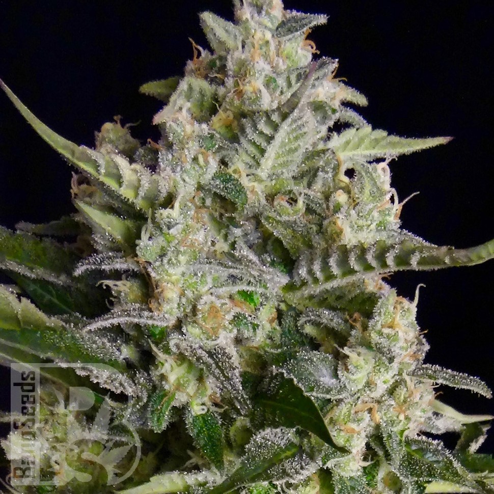 Семена ганжа  Warlock feminised Ganja Seeds