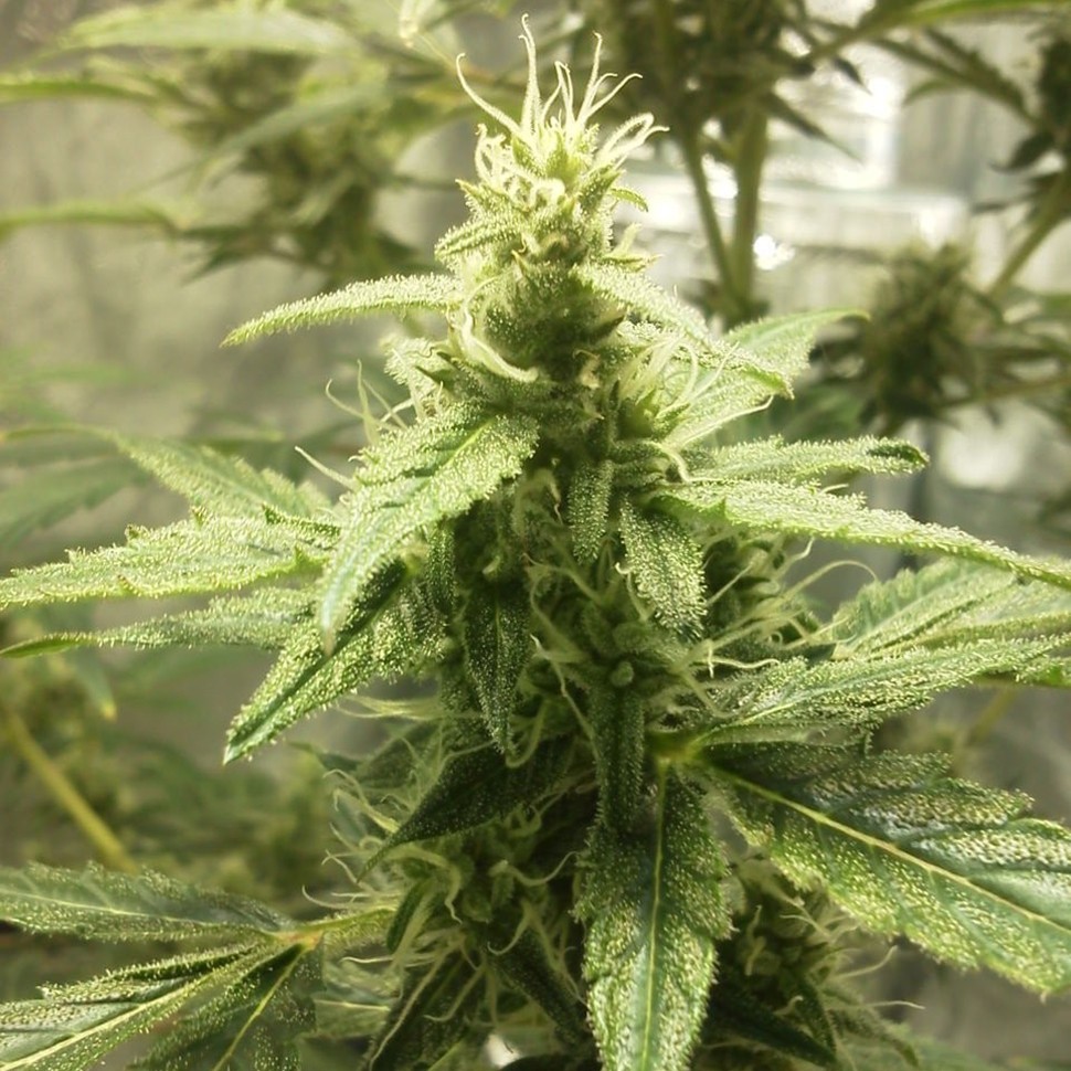 заказать семена конопли почтой Auto AK 49 regular