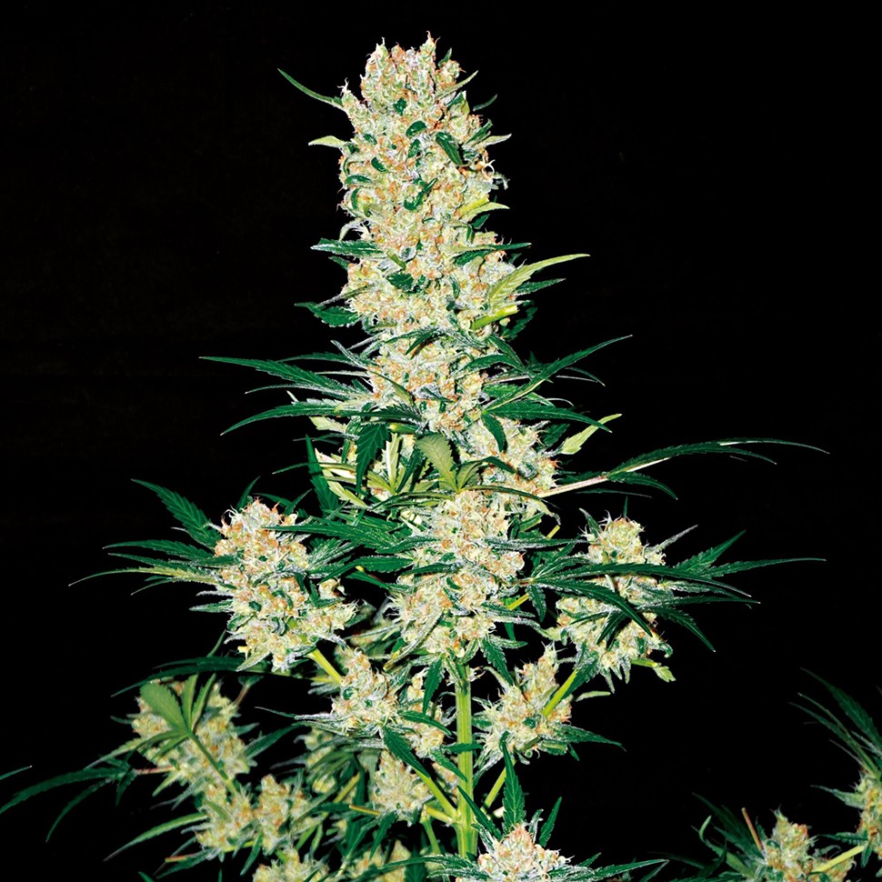 Семена  Auto AK 49 regular Ganja Seeds