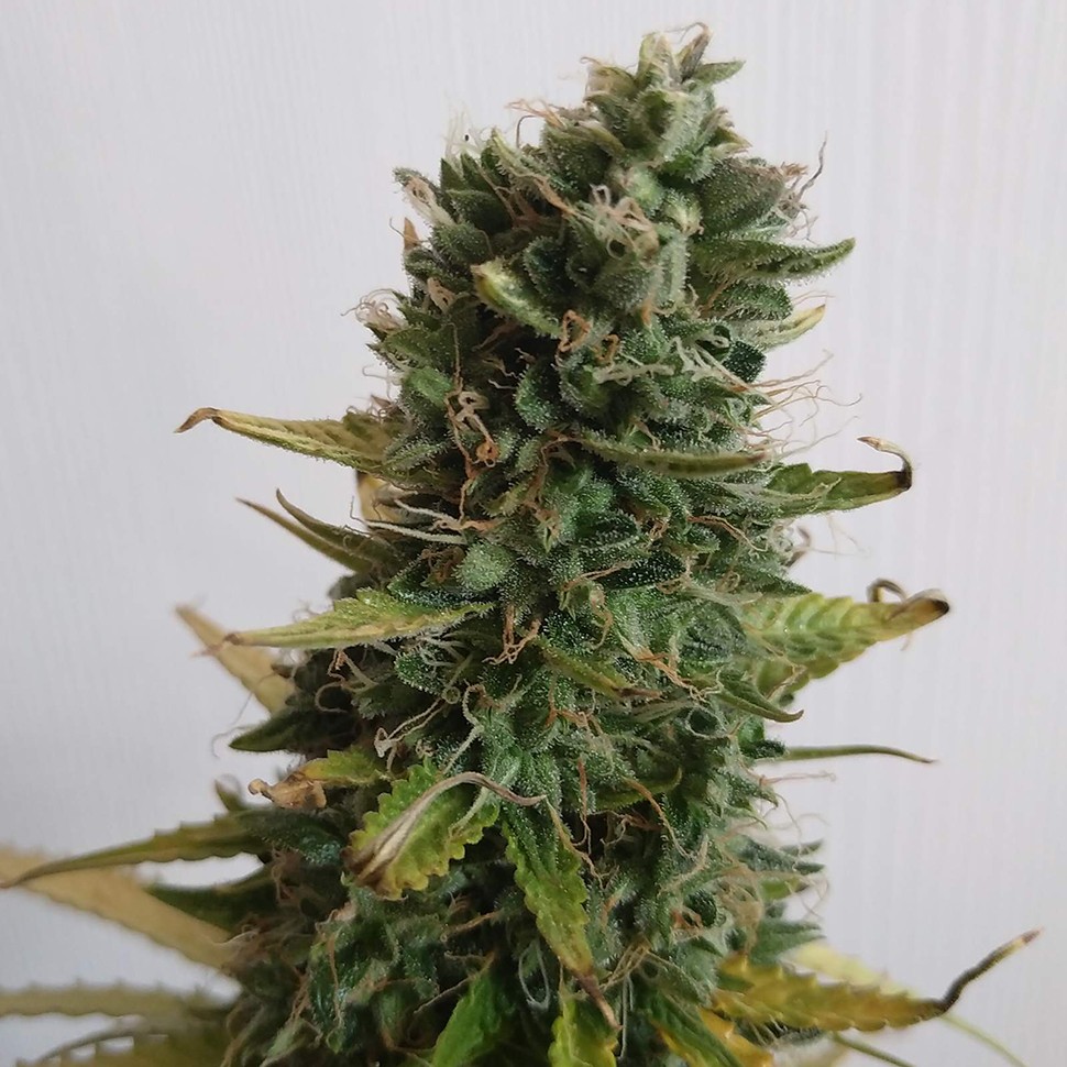 Семена марихуаны  Lowgold regular Ganja Seeds