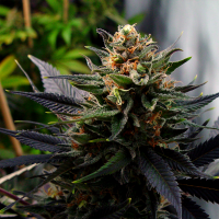 Auto Lavender feminised Ganja Seeds