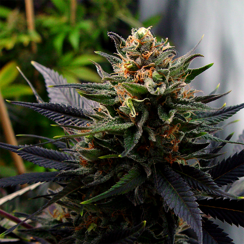 Семена ганжа  Auto Lavender feminised Ganja Seeds