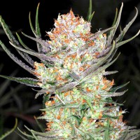 Colossus feminised GanjaVIP Seeds