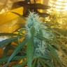 семена конопли феминизированные Ultra Power Plant feminised Victory Seeds